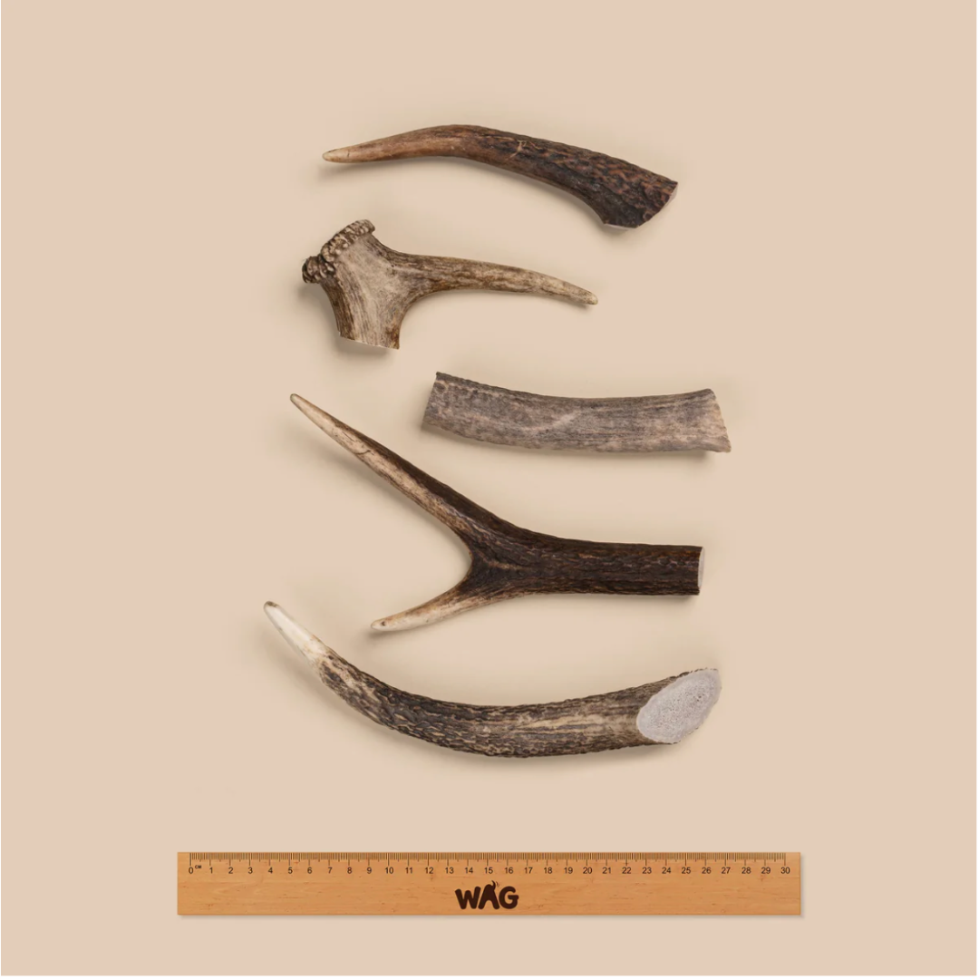 WAG Whole Deer Antlers