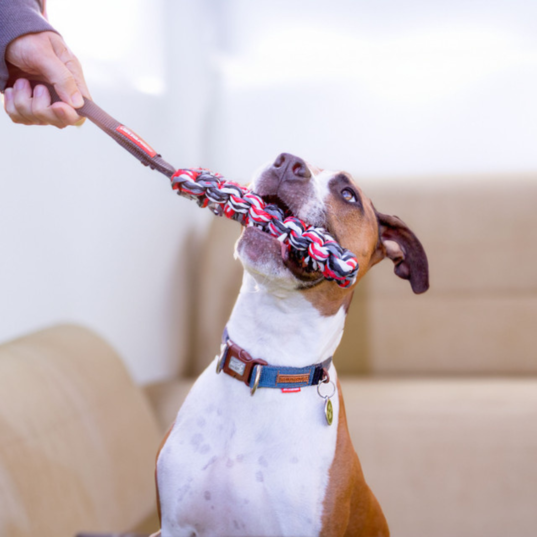 EZYDOG Beaver Tail Dog Toy