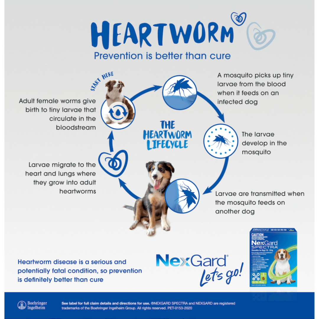 Nexgard Spectra Medium Dog