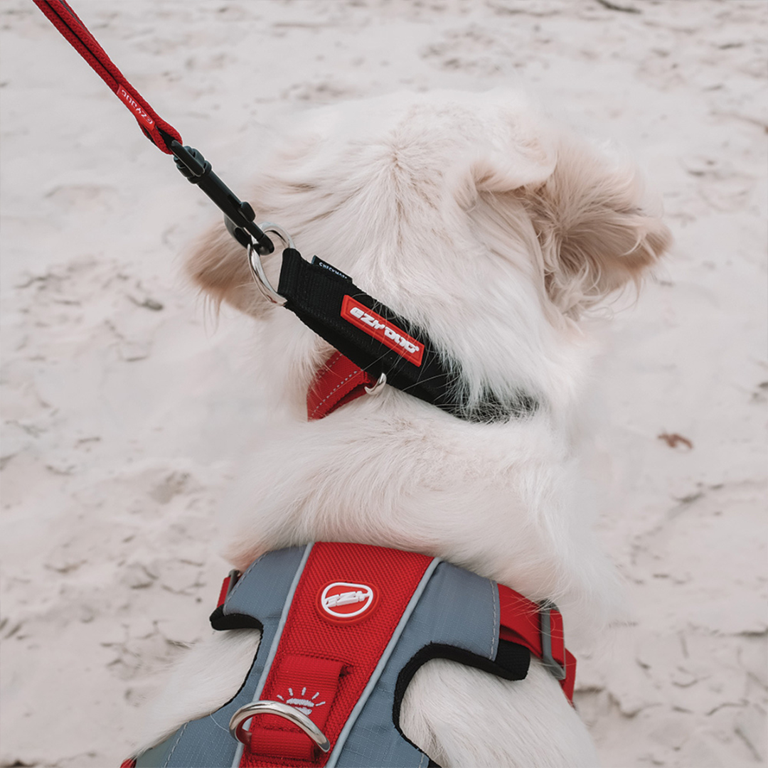EZYDOG Checkmate Collar