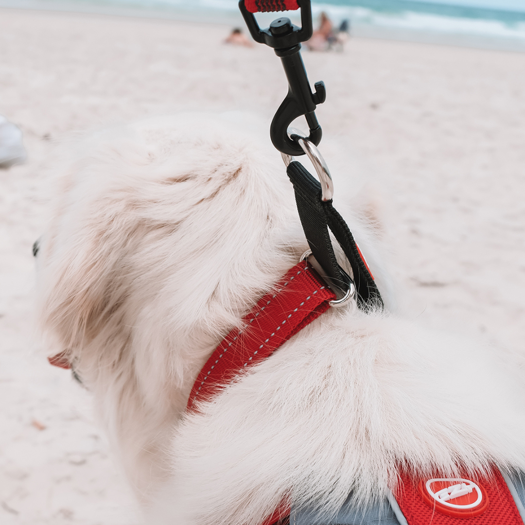 EZYDOG Checkmate Collar