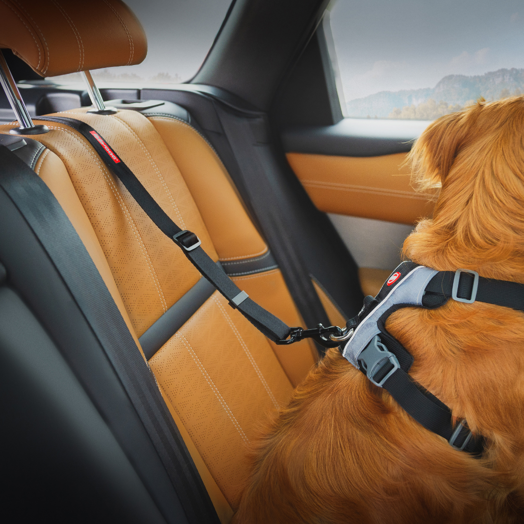 EZYDOG Click ISOFIX Dog Seatbelt