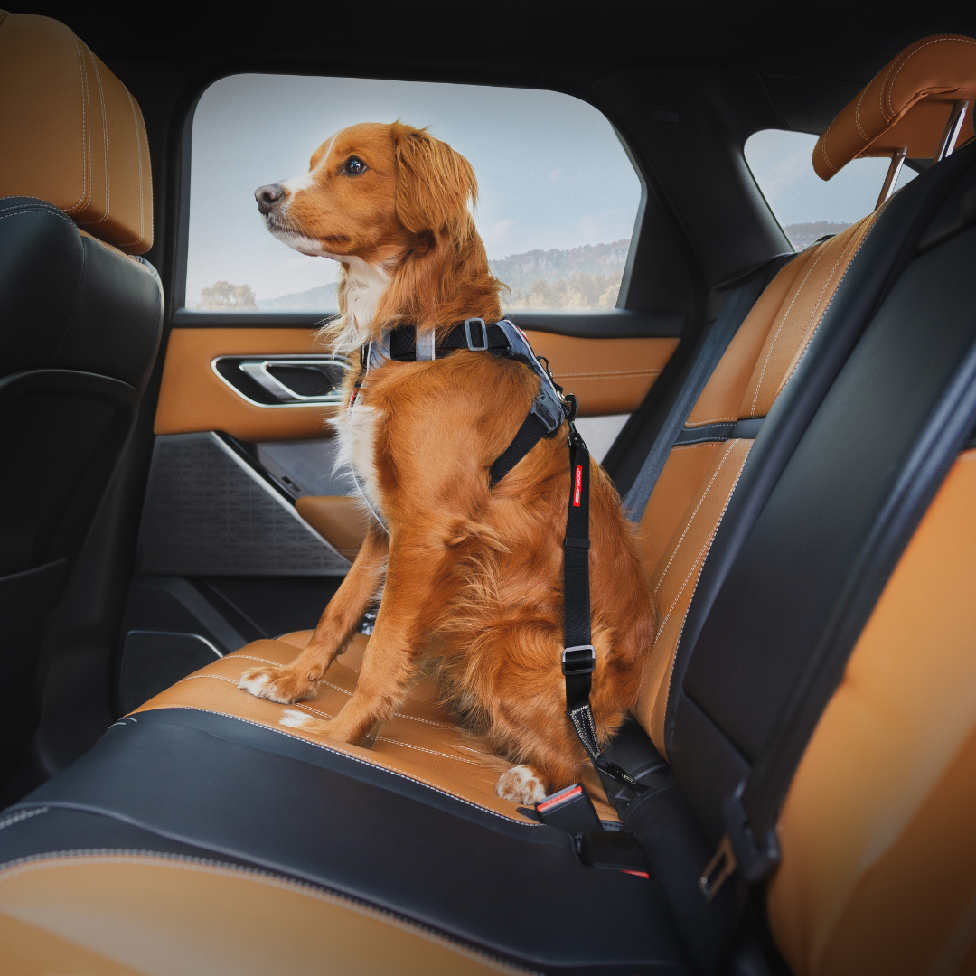 EZYDOG Click ISOFIX Dog Seatbelt