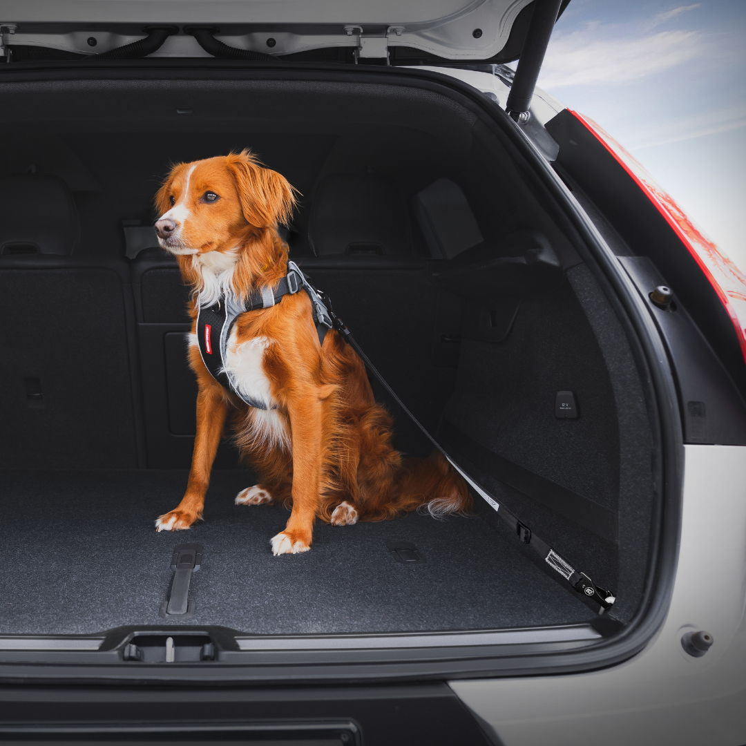 EZYDOG Click ISOFIX Dog Seatbelt