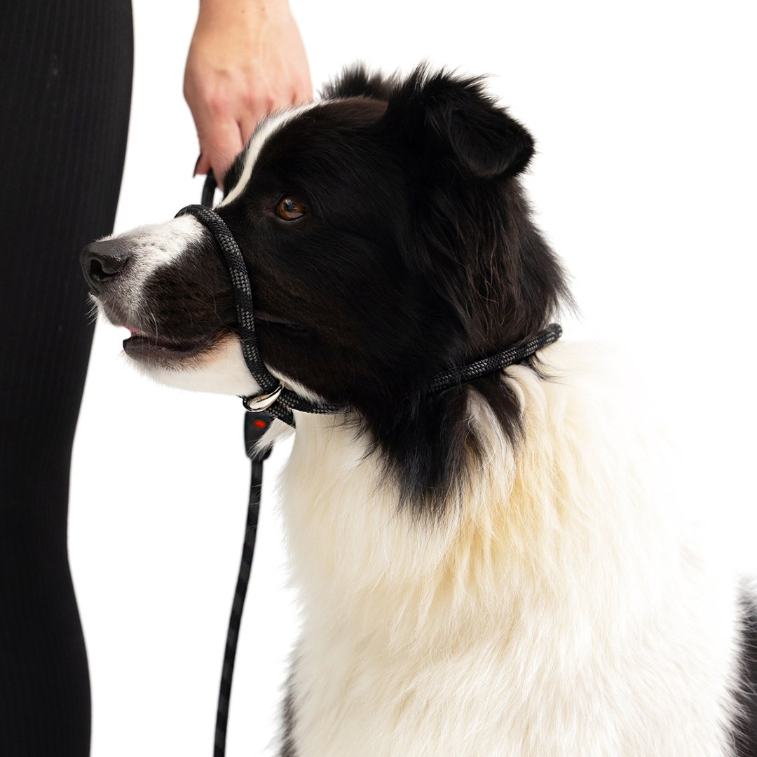 EZYDOG Luca Leash