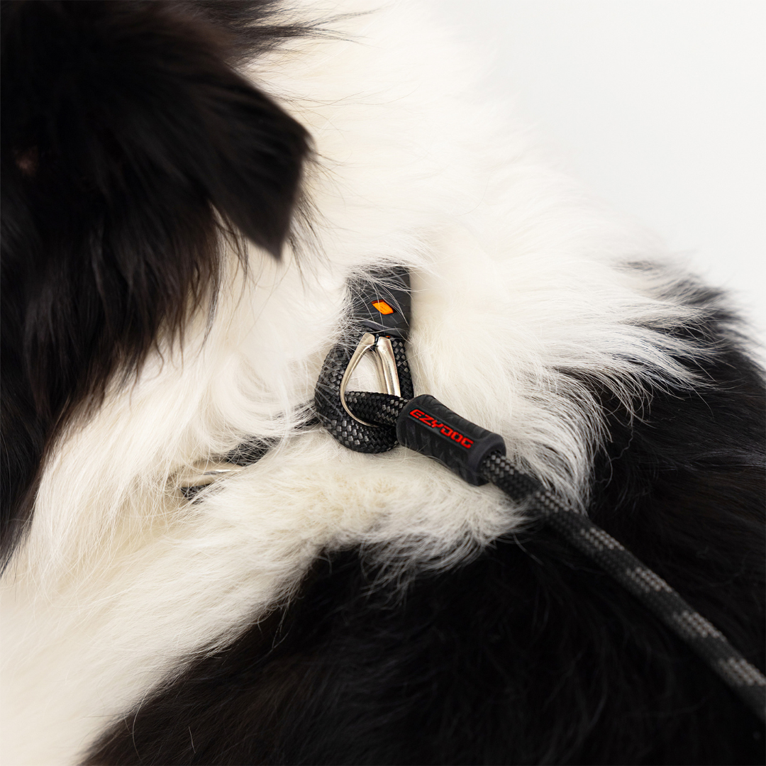 EZYDOG Luca Leash