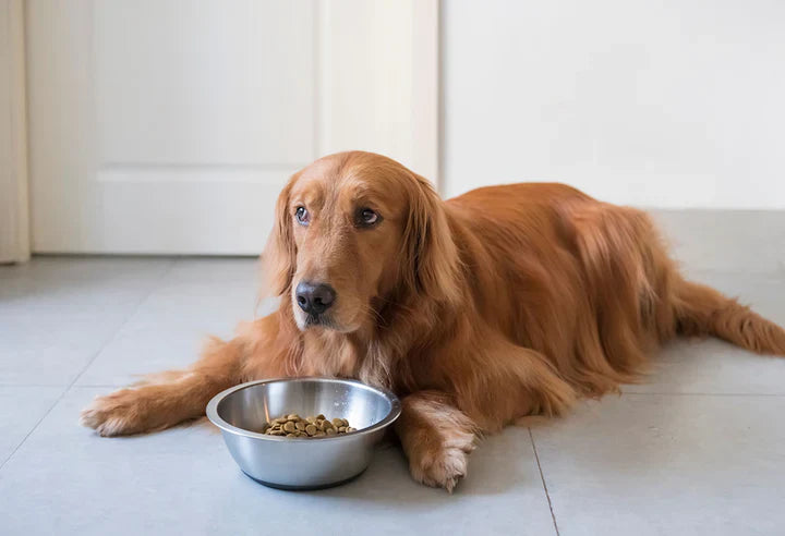 The Best Treats for Training Your Dog
