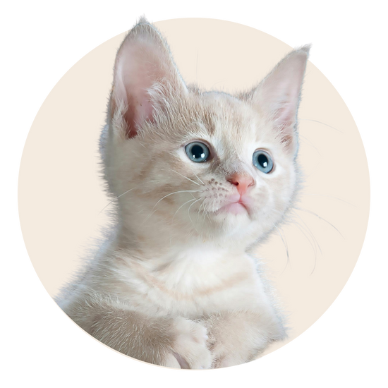 KITTEN