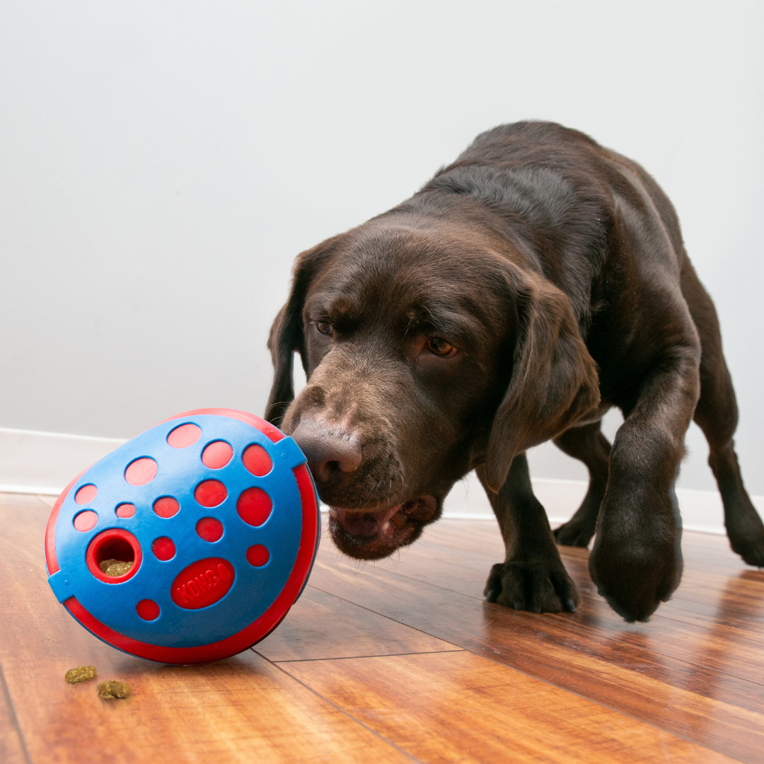KONG Rewards Wally Dog Toy / Treat Dispensor