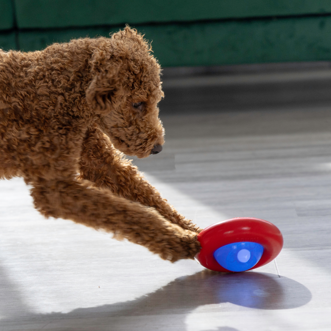 KONG Dog Gyro Treat Dispensing Dog Toy