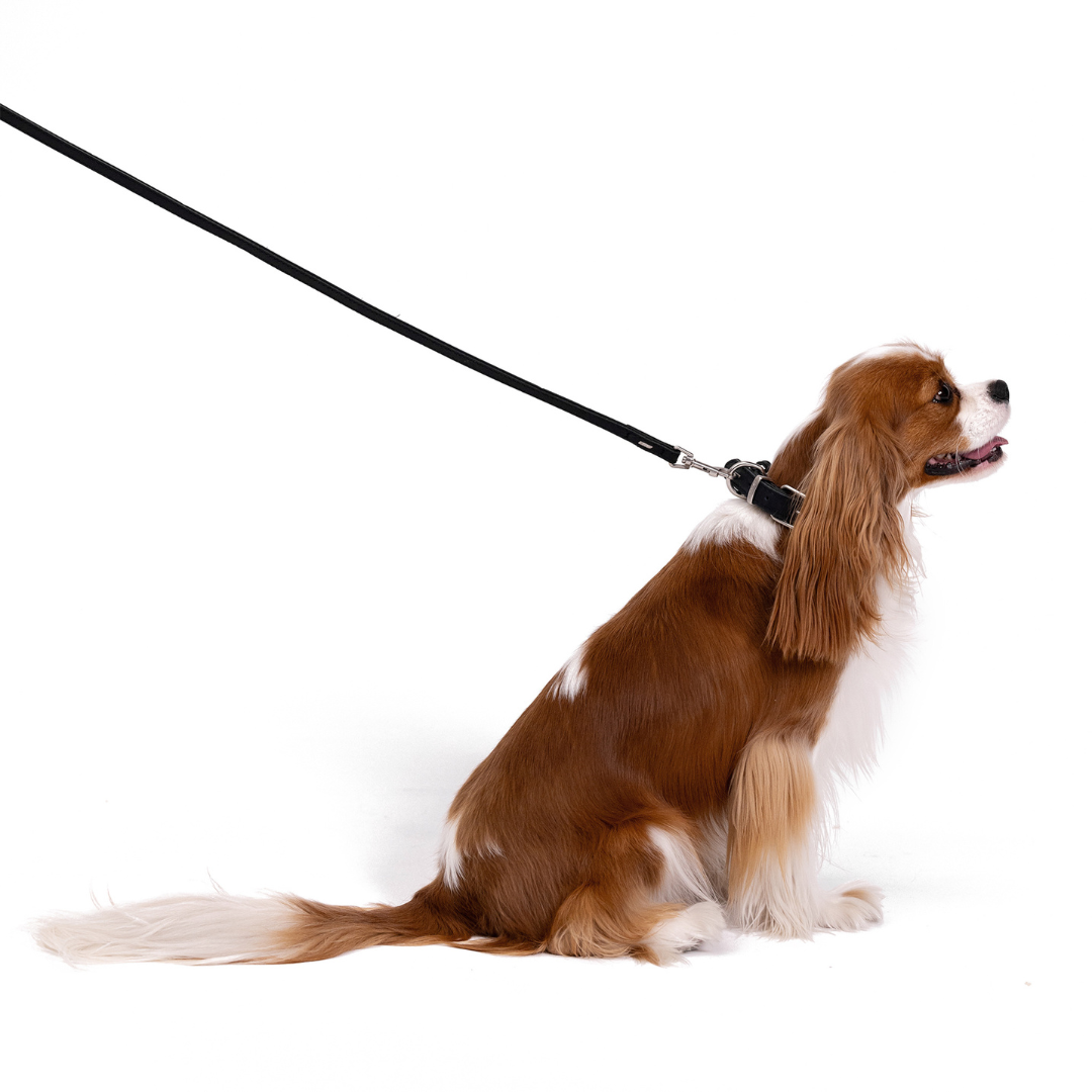 EZYDOG Oxford Leather Dog Leash Lite