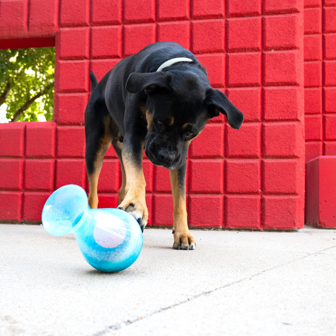 KONG Rewards Tipsy Large Treat Dispensing Dog Toy