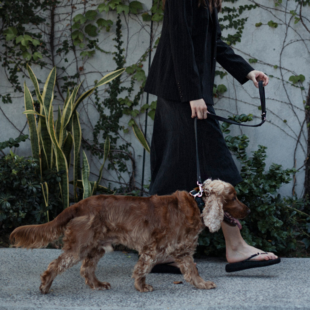 EZYDOG Oxford Leather Dog Leash Lite