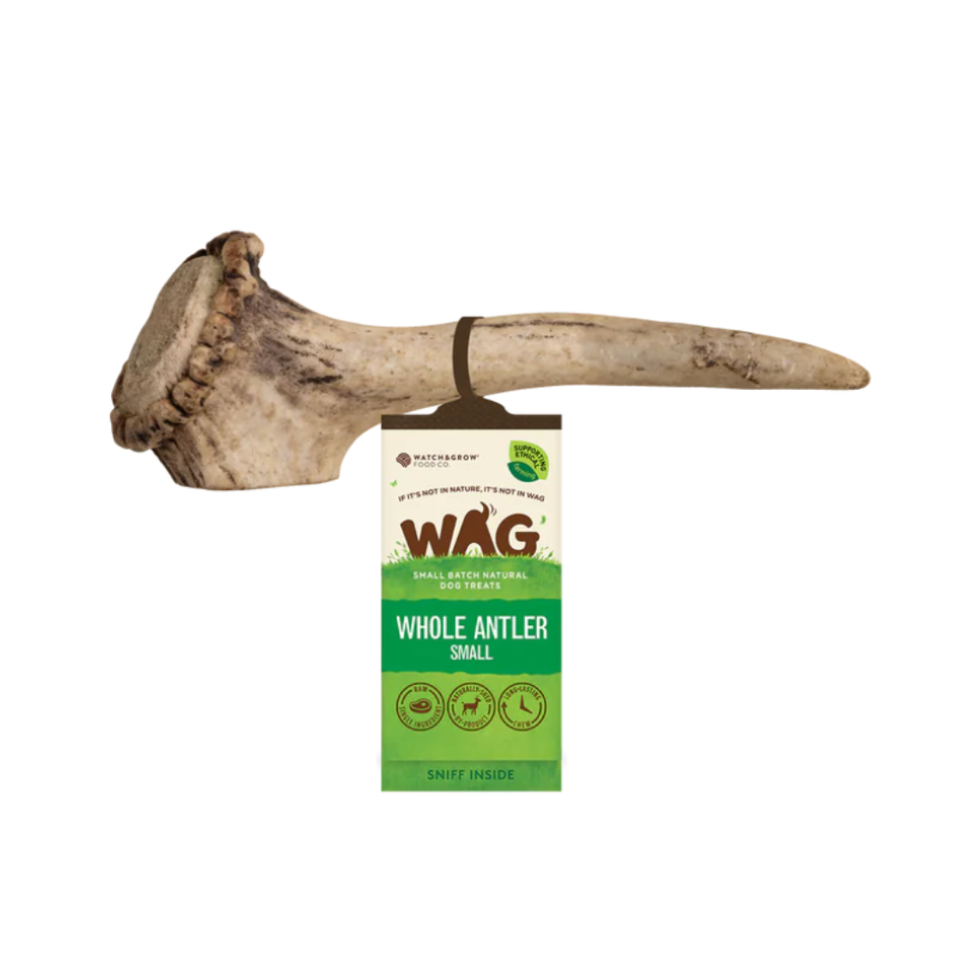 WAG Whole Deer Antlers