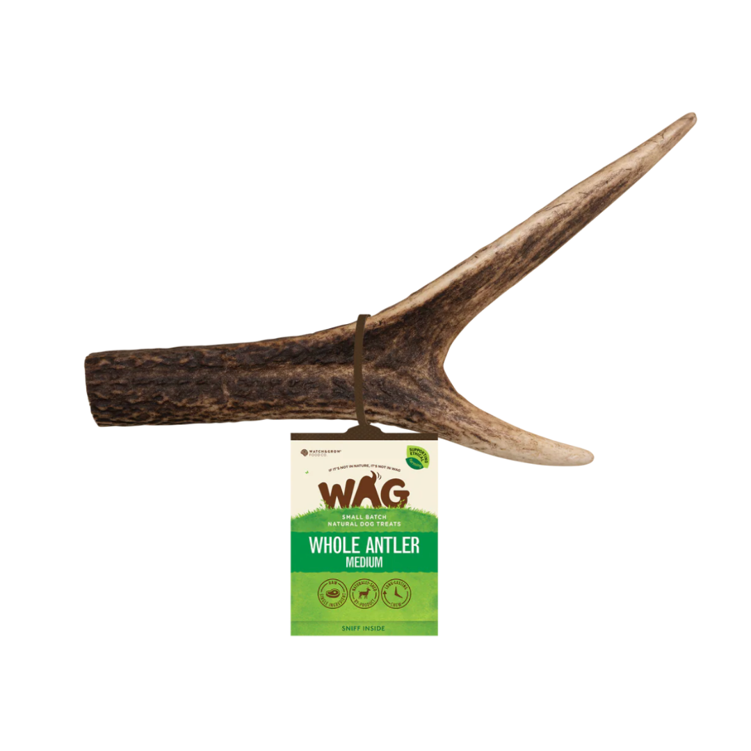 WAG Whole Deer Antlers