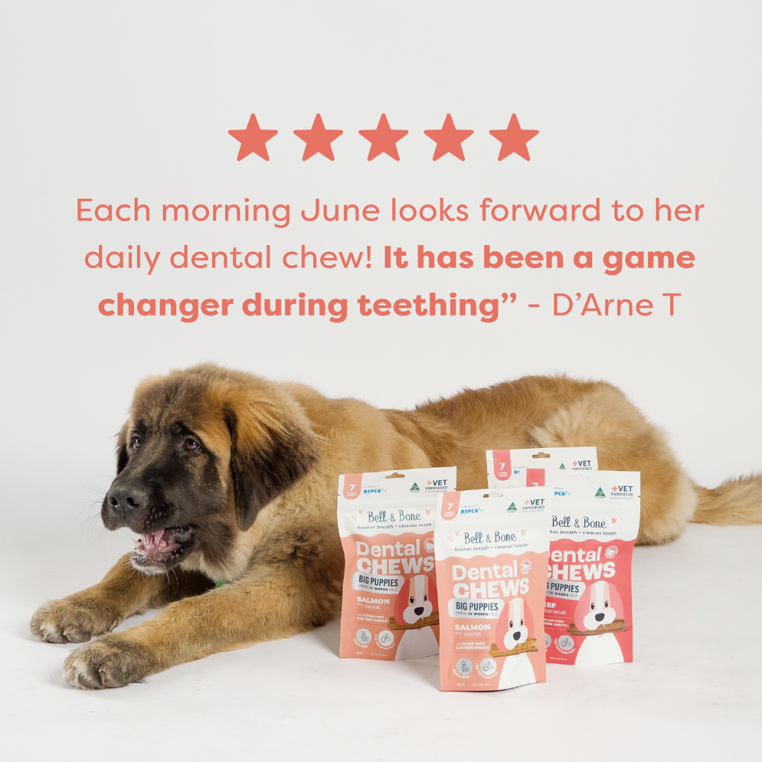 Bell & Bone Puppy Dental Chews - Salmon and Carrot