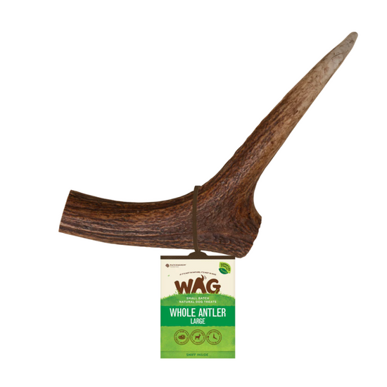 WAG Whole Deer Antlers