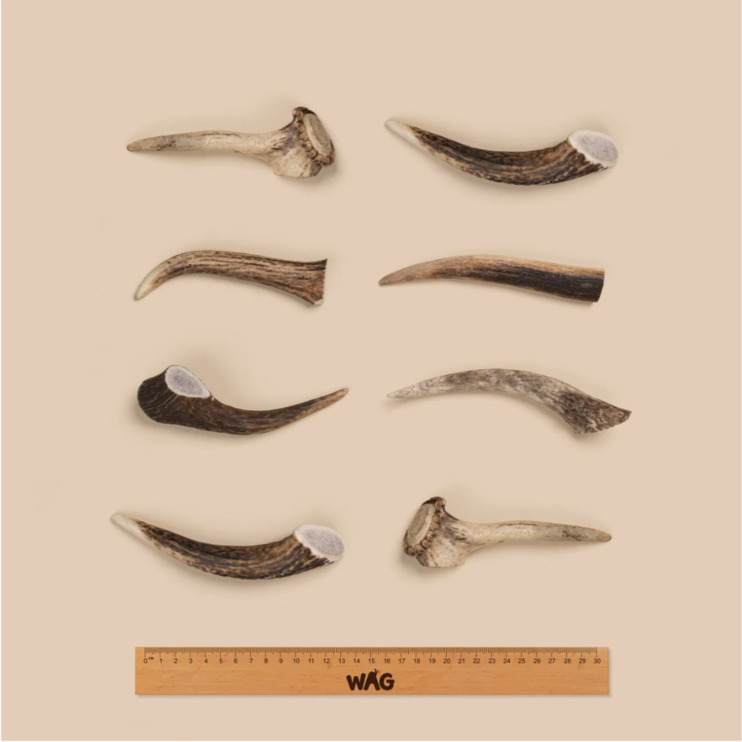 WAG Whole Deer Antlers