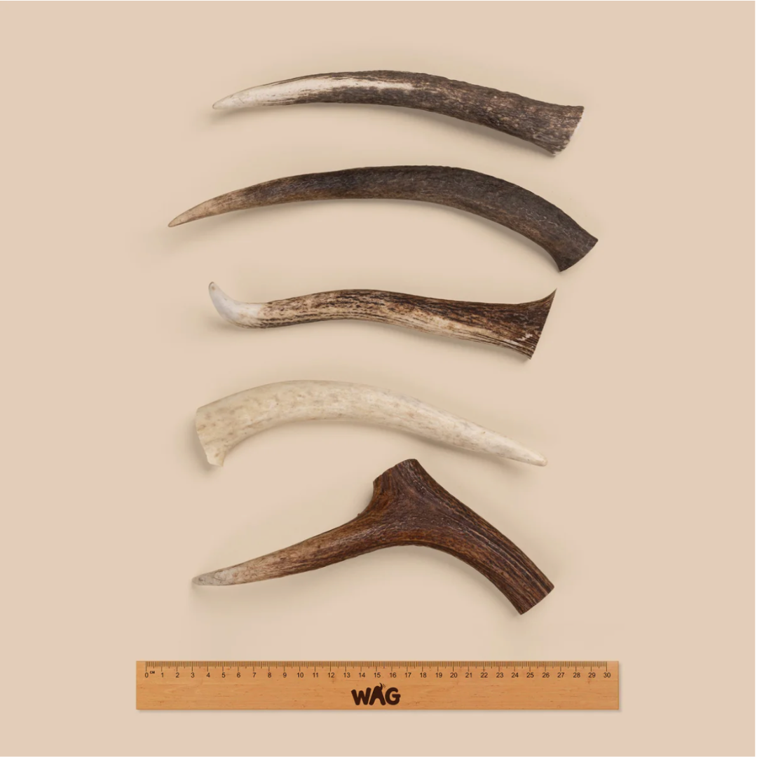 WAG Whole Deer Antlers