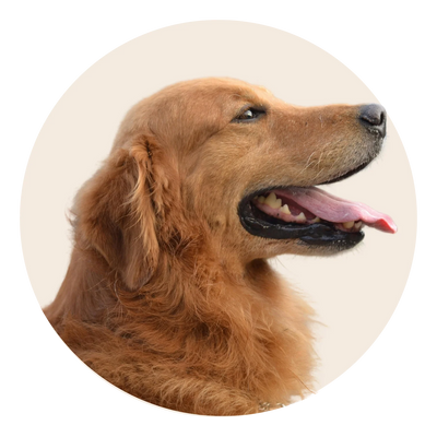 ADULT DOGS