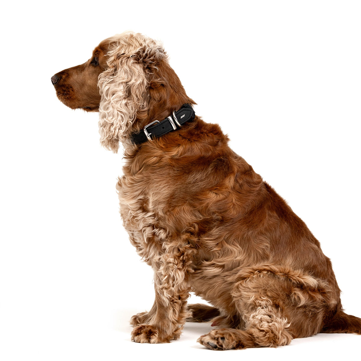 Dog wearing the EZYDOG Oxford Leather Collar