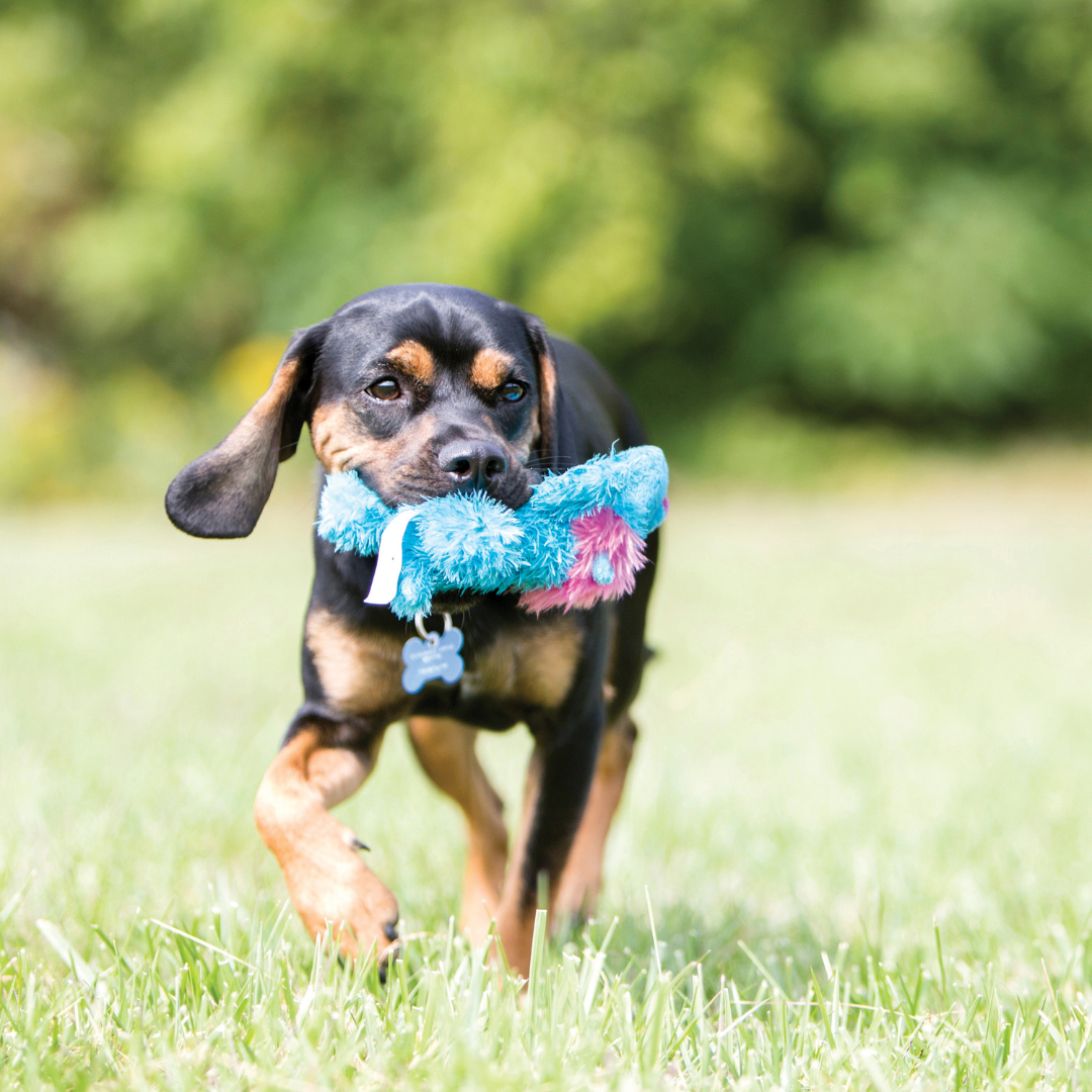 KONG Cozie Elephant Dog Toy
