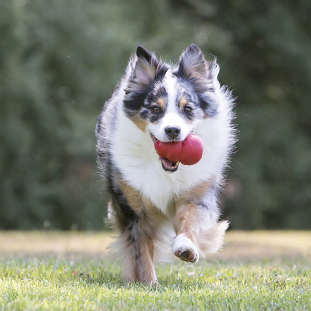 KONG Classic Dog Toy Red