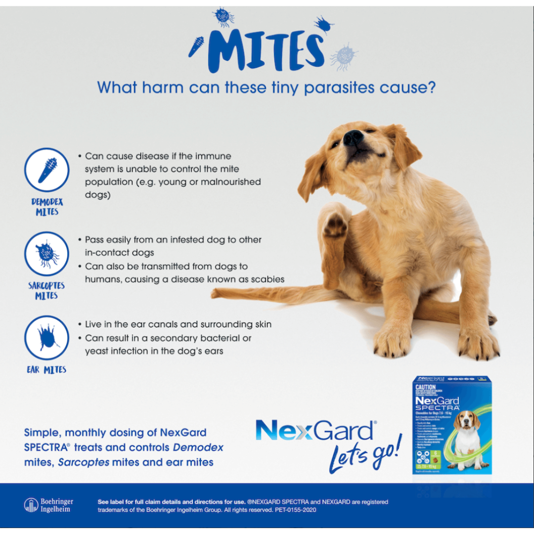 Nexgard Spectra Small Dog