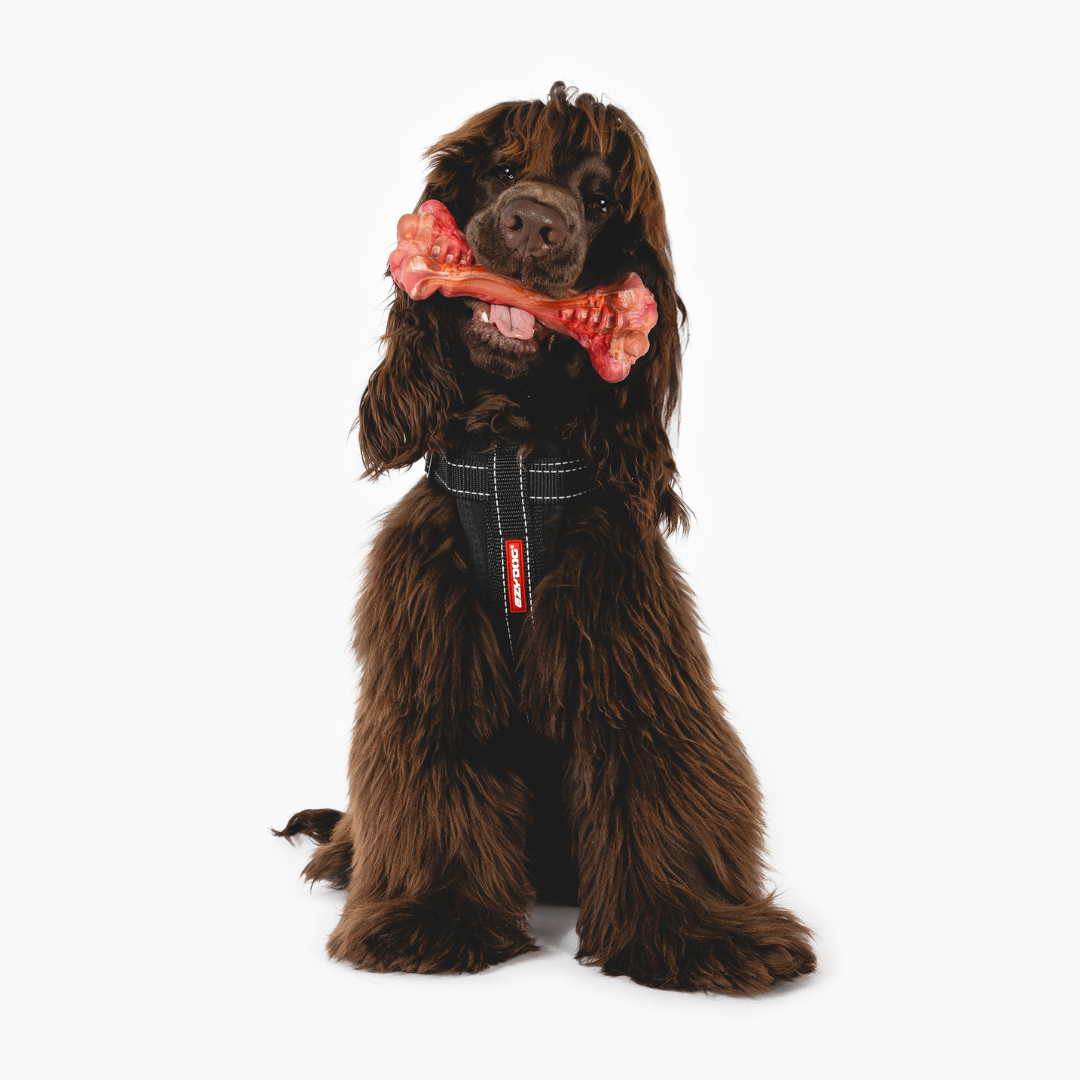 EZYDOG EzyBones Dog Chew Toy