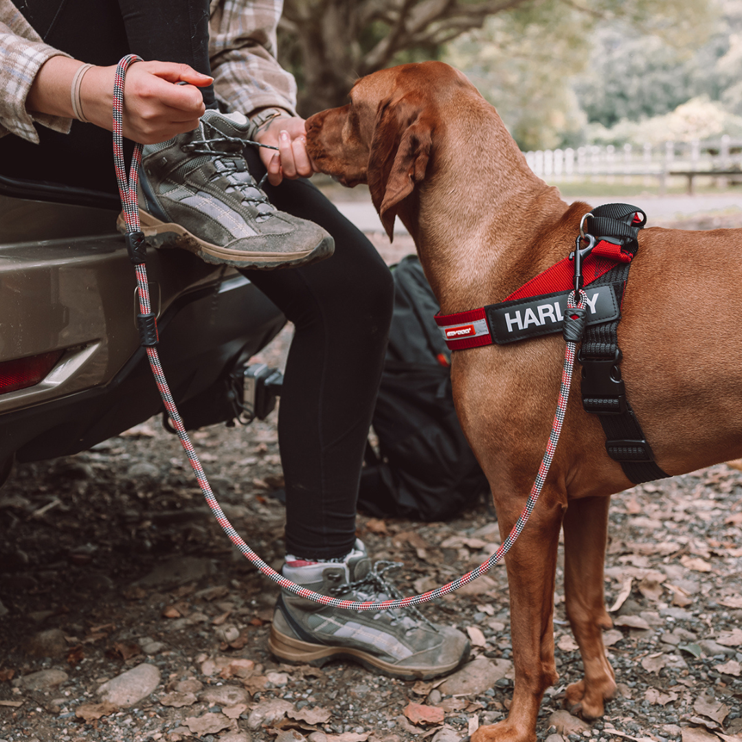 EZYDOG Summit Leash