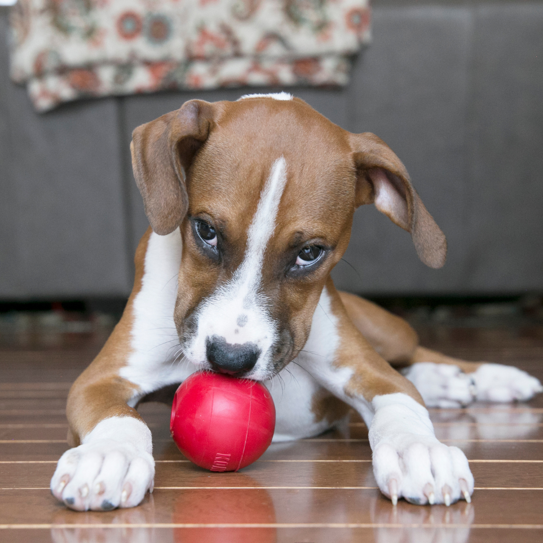 KONG Ball Dog Toy