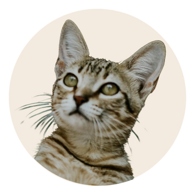 ADULT CAT
