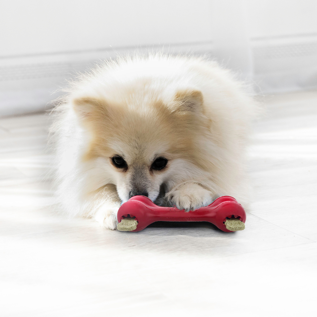 KONG Goodie Bone Dog Toy
