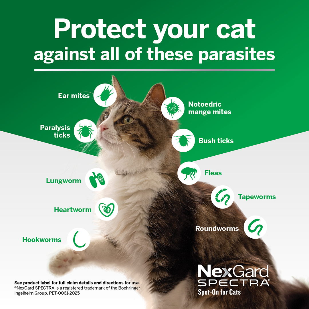 Nexgard Spectra Spot On For Small Cats & Kittens