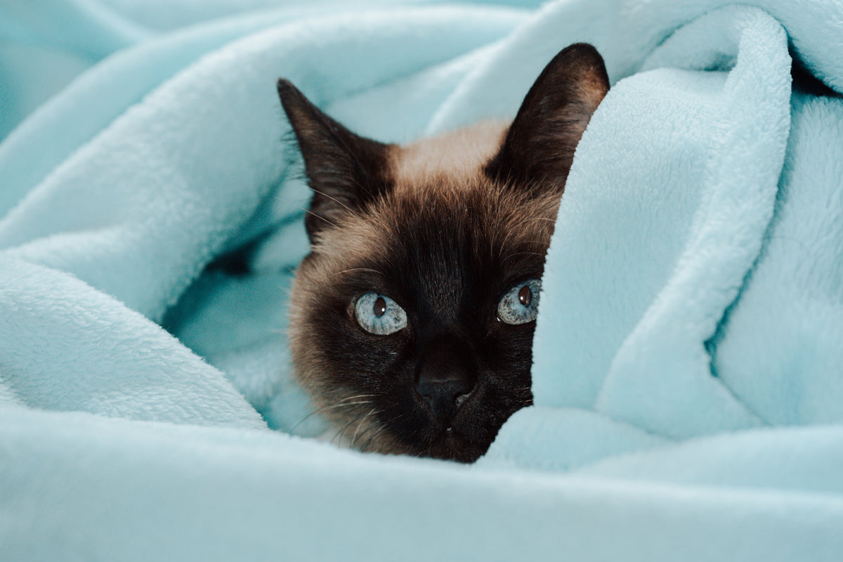 Pet Preview