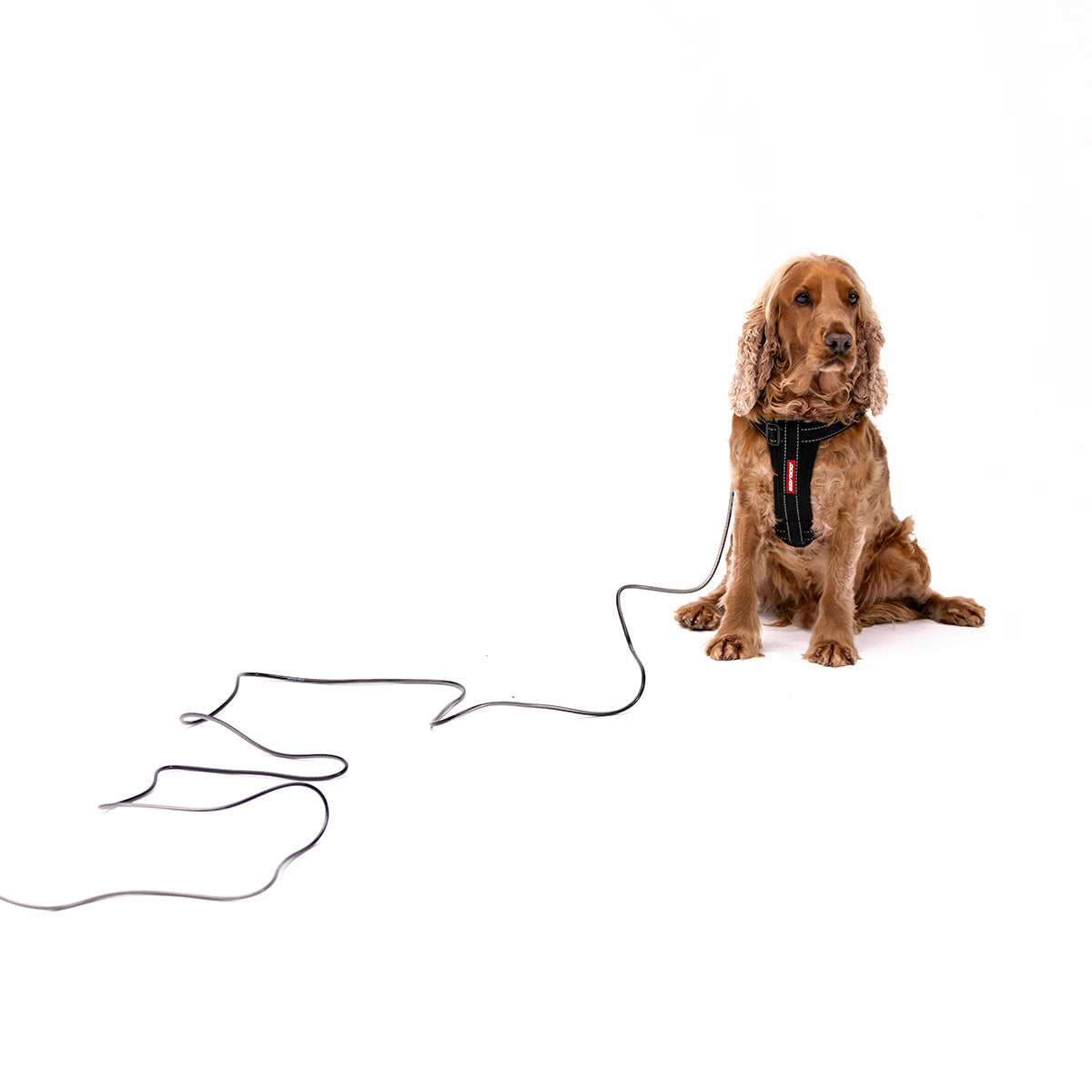 Dog wearing the EZYDOG Track N Train Slimline leash