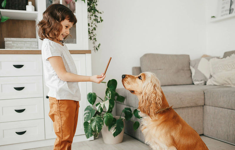 Pet Training Essentials for Better Behaviour