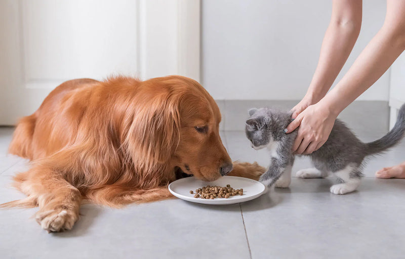 Nutrient-Dense Pet Food for Everyday Health
