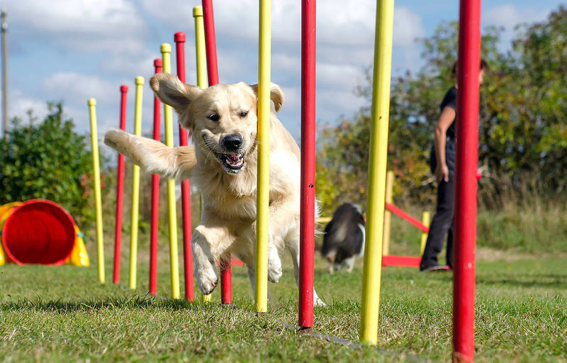 Enrichment & Activities for Happy, Active Pets