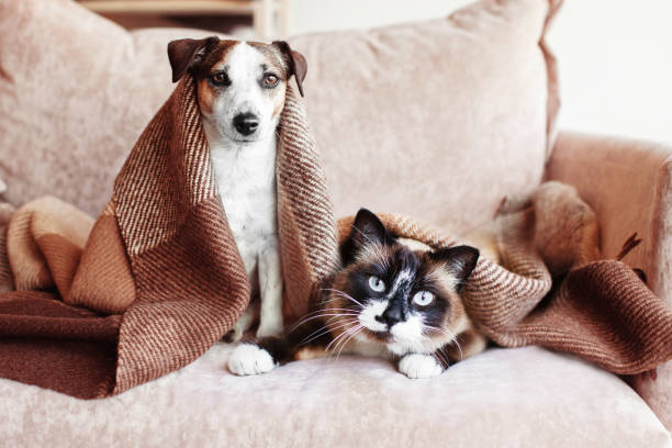 Pet Accessories for Comfort & Everyday Living