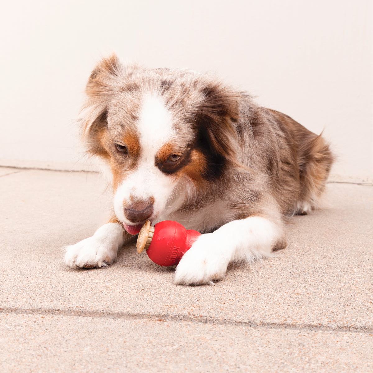 Dog enjoying a KONG Corkz treat topper in a red KONG Classic toy