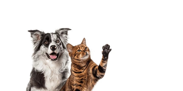 Premium Pet Treats & Everyday Essentials